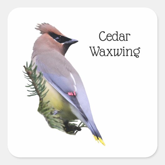 Cedar Waxing Vierkante Sticker (Voorkant)