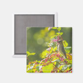 Cedar Waxwing and Poke Berries on a Tree Magneet (Voorkant / Achterkant)