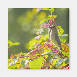 Cedar Waxwing and Poke Berries on a Tree Magneet