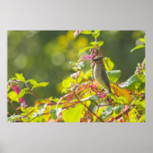 Cedar Waxwing and Poke Berries on a Tree Poster (Voorkant)