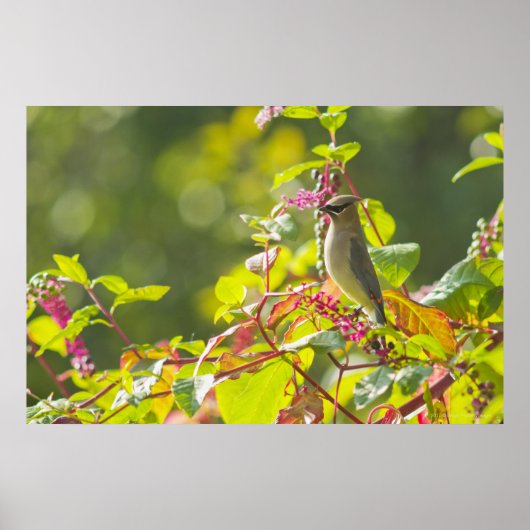 Cedar Waxwing and Poke Berries on a Tree Poster (Voorkant)