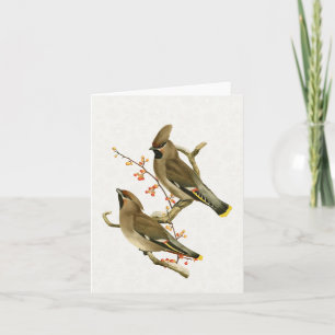 Cedar Waxwing Bird Holiday Natuur Snowflake Kaart