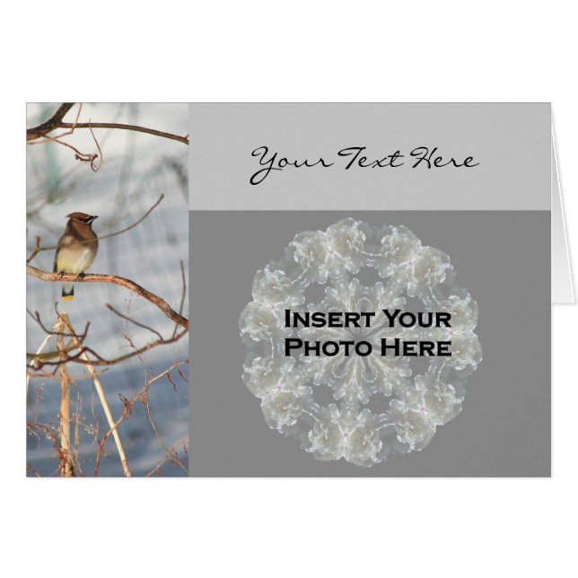 Cedar Waxwing Bird in Winter Photo Card (Voorkant Horizontaal)