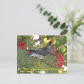 Cedar Waxwing - Dagelijks brood - Briefkaart (Staand voorkant)