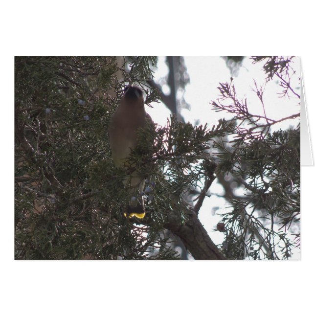 Cedar Waxwing Delight (Voorkant Horizontaal)