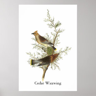 Cedar Waxwing, John Audubon Poster