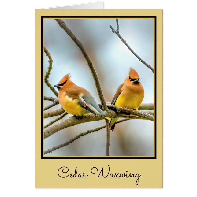 Cedar Waxwing - Originele foto (Voorkant)