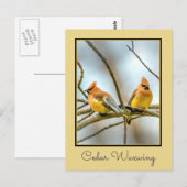 Cedar Waxwing - Originele foto Briefkaart (Voorkant / Achterkant)