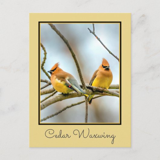 Cedar Waxwing - Originele foto Briefkaart (Voorkant)