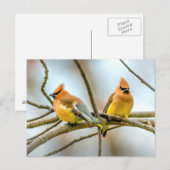 Cedar Waxwing - Originele foto Briefkaart (Voorkant / Achterkant)