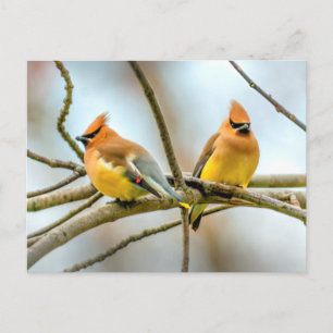 Cedar Waxwing - Originele foto Briefkaart