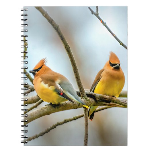 Cedar Waxwing - Originele foto Notitieboek (Voorkant)