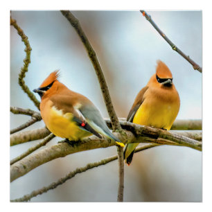 Cedar Waxwing - Originele foto Perfect Poster
