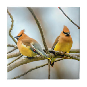 Cedar Waxwing - Originele foto Tegeltje