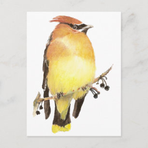 Cedar Waxwing, Waterverf Bird Briefkaart