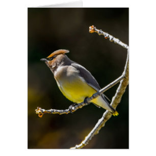 Cedar Waxwing zangvogel origineel wilde vogel foto