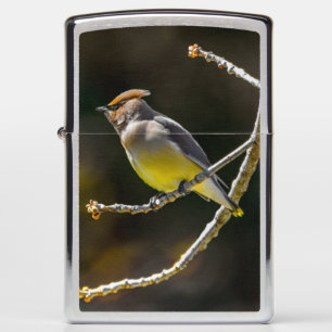 Cedar Waxwing zangvogel origineel wilde vogel foto