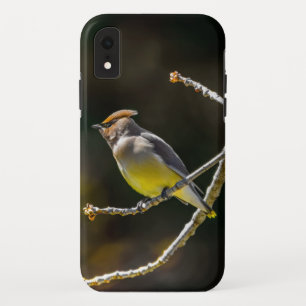 Cedar Waxwing zangvogel origineel wilde vogel foto iPhone XR Hoesje