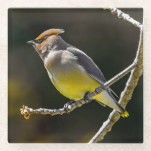 Cedar Waxwing zangvogel origineel wilde vogel foto Glazen Onderzetter