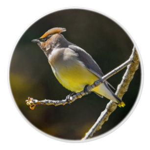 Cedar Waxwing zangvogel origineel wilde vogel foto Keramische Knop