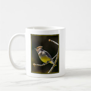 Cedar Waxwing zangvogel origineel wilde vogel foto Koffiemok