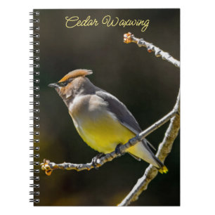 Cedar Waxwing zangvogel origineel wilde vogel foto Notitieboek