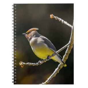 Cedar Waxwing zangvogel origineel wilde vogel foto Notitieboek