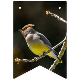 Cedar Waxwing zangvogel origineel wilde vogel foto Vlaggetjes