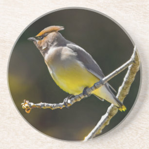 Cedar Waxwing zangvogel origineel wilde vogel foto Zandsteen Onderzetter