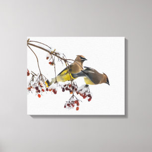 Cedar Waxwings Canvas Afdruk