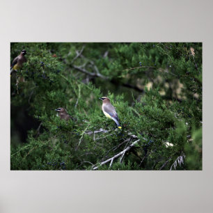 Cedar Waxwings in boom met bessen Poster