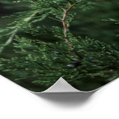 Cedar Waxwings in de boom met bessen Poster (Hoek)