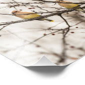 Cedar Waxwings in Winter Foto afdrukken Afdruk (Hoek)