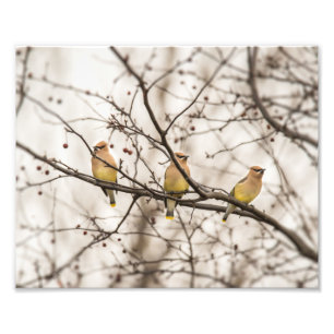 Cedar Waxwings in Winter Foto afdrukken Afdruk