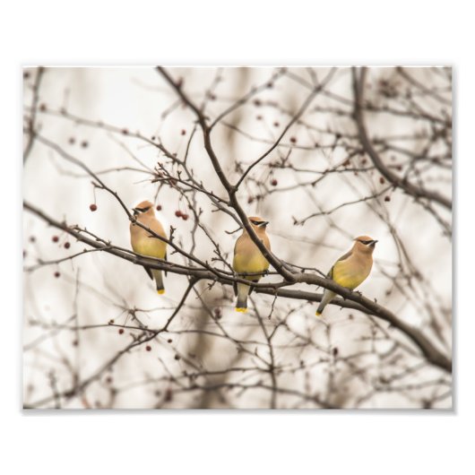 Cedar Waxwings in Winter Foto afdrukken Afdruk (Voorkant)