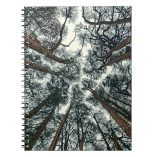 Cedars Forest Natuurlijke Libanon Achtergrond Notitieboek