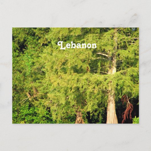 Cedars van Libanon Briefkaart (Voorkant)