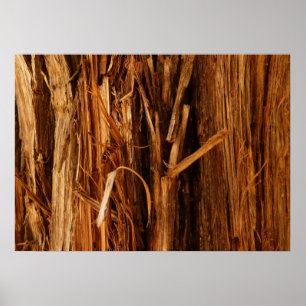 Ceder gestructureerd houten schors uitzicht poster