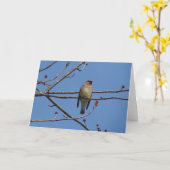Ceder Waxwing Kaart (Gele Bloem)