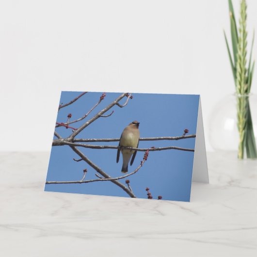 Ceder Waxwing Kaart (Voorkant)