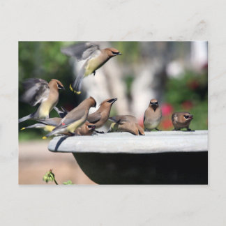 Ceder Waxwings bij het Briefkaart van het Bad van