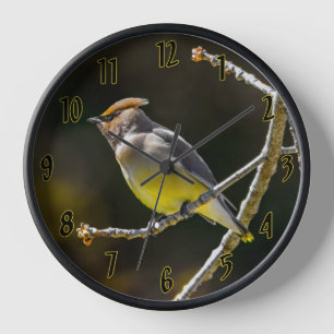 Cederpestvogel Zangvogel Originele Wilde Vogel Fot
