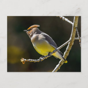 Cederpestvogel Zangvogel Originele Wilde Vogel Fot Briefkaart