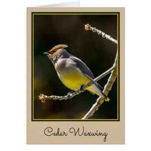 Cèdre cire Songbird Photo originale Oiseau sauvage