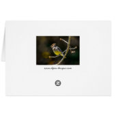 Cèdre cire Songbird Photo originale Oiseau sauvage (Dos Horizontal)