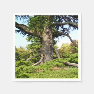 Cèdre du Liban, serviettes en papier d'arbre