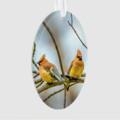 Cèdre - Photographie originale (devant)