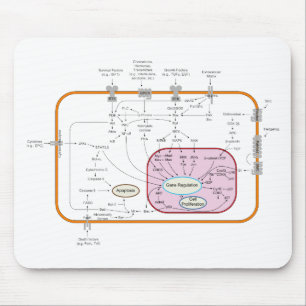 Cel-signaaltransductieschema Muismat
