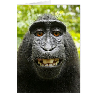 Célèbes à crête souriante Macaque