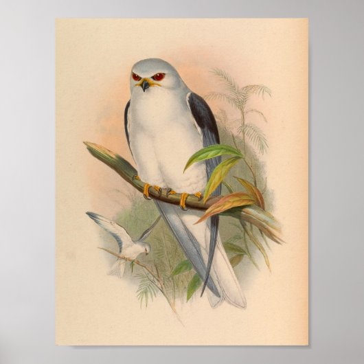 Celeboon Elanus White Kite Bird Art Print (Voorkant)